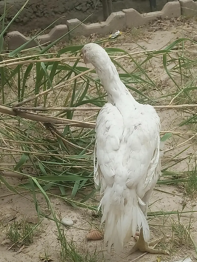Aseel Heera white Perot bik cross — photo 2