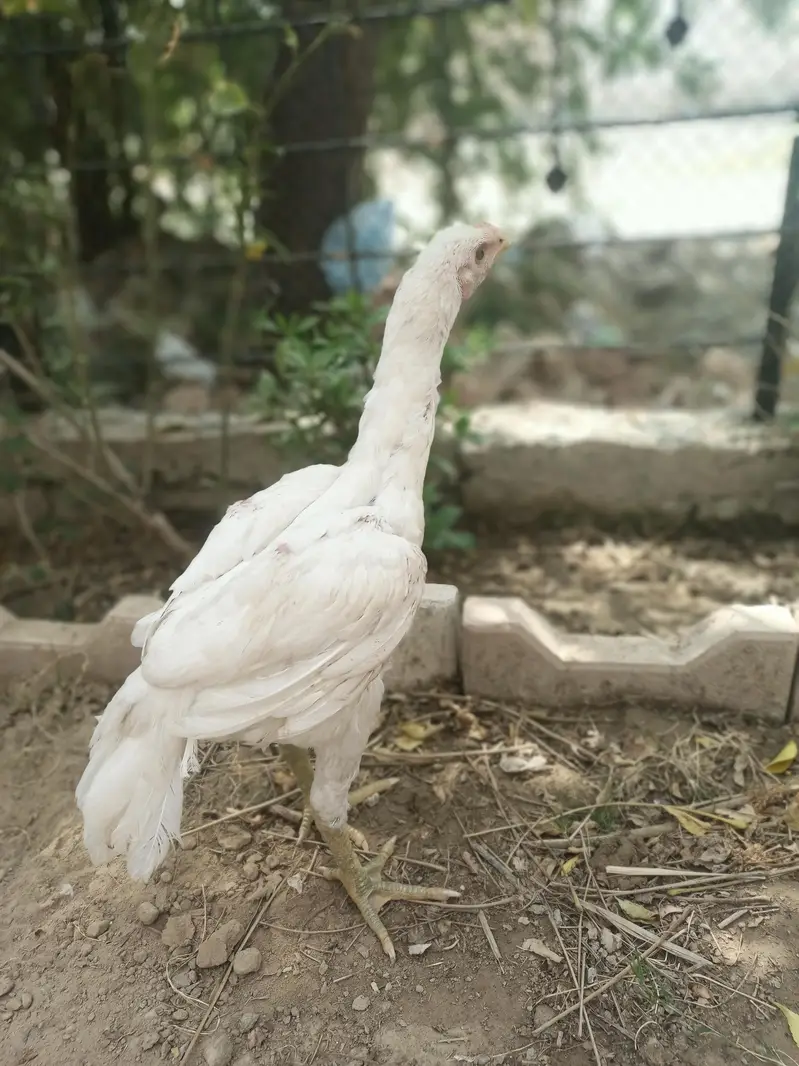 Aseel Heera white Perot bik cross — photo 3