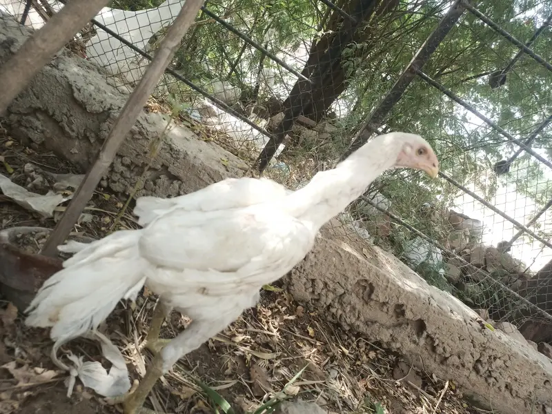 Aseel Heera white Perot bik cross — photo 4