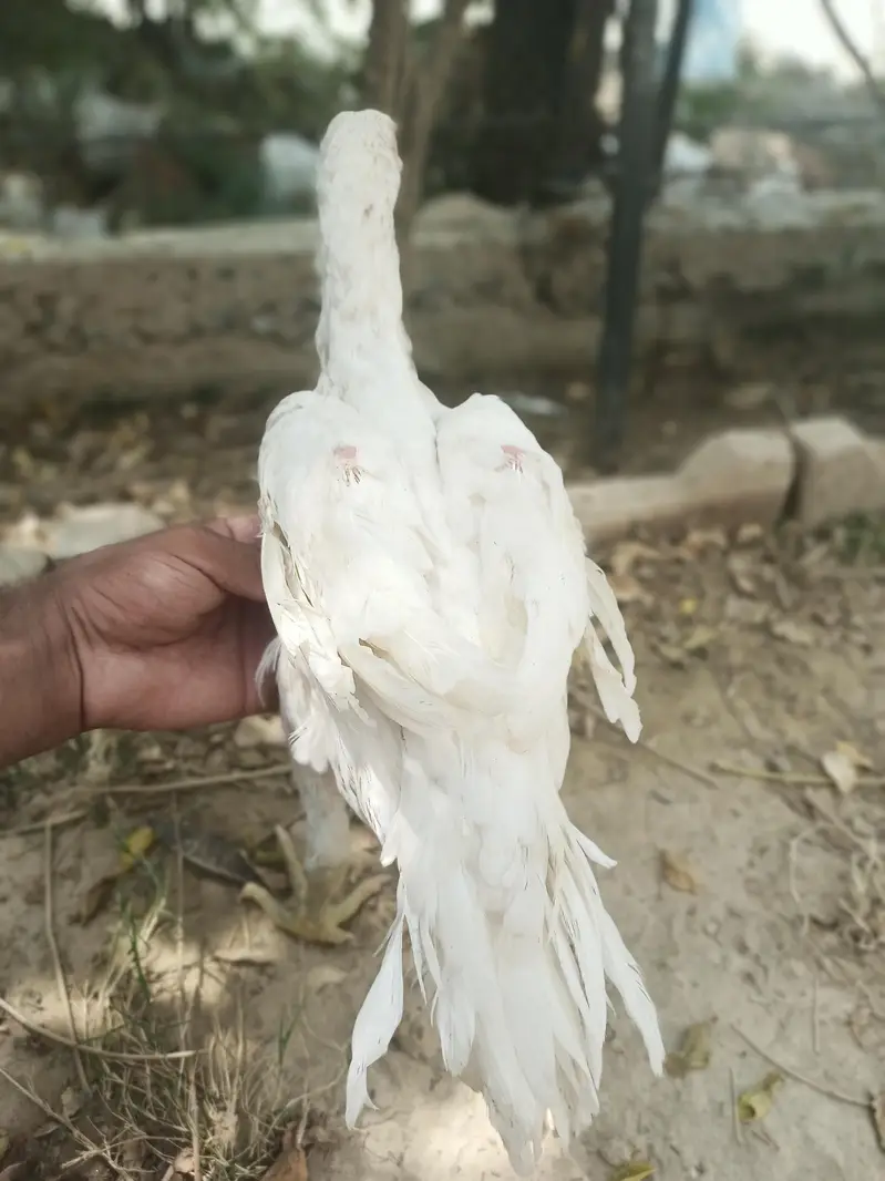 Aseel Heera white Perot bik cross — photo 5