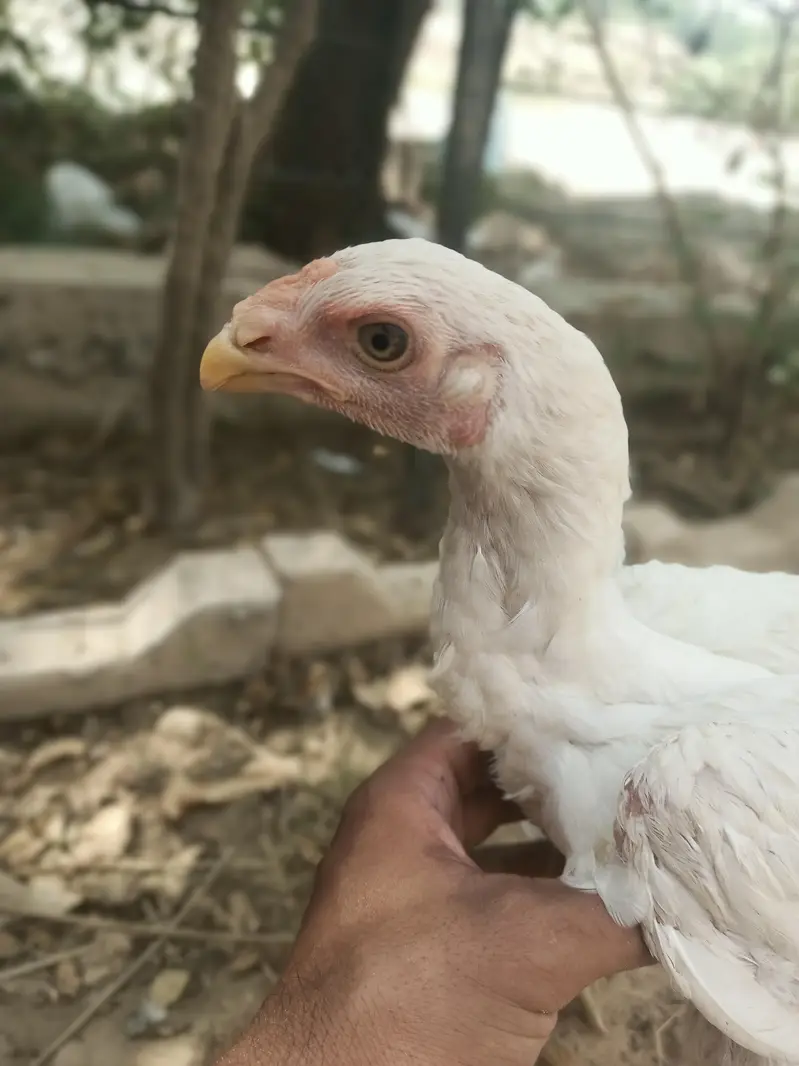Aseel Heera white Perot bik cross — photo 6