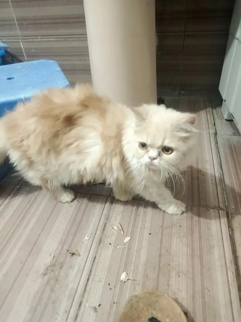 triple coated stud male / punch face young female available for sale — photo 2