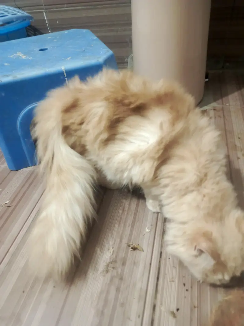 triple coated stud male / punch face young female available for sale — photo 3