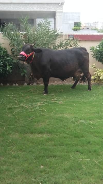 cow for sale