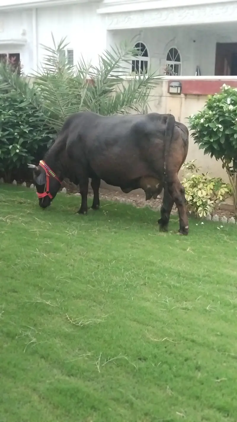 cow for sale — photo 2