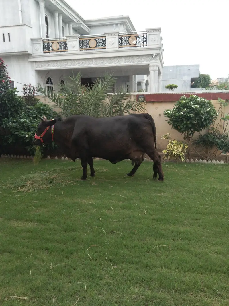 cow for sale — photo 3