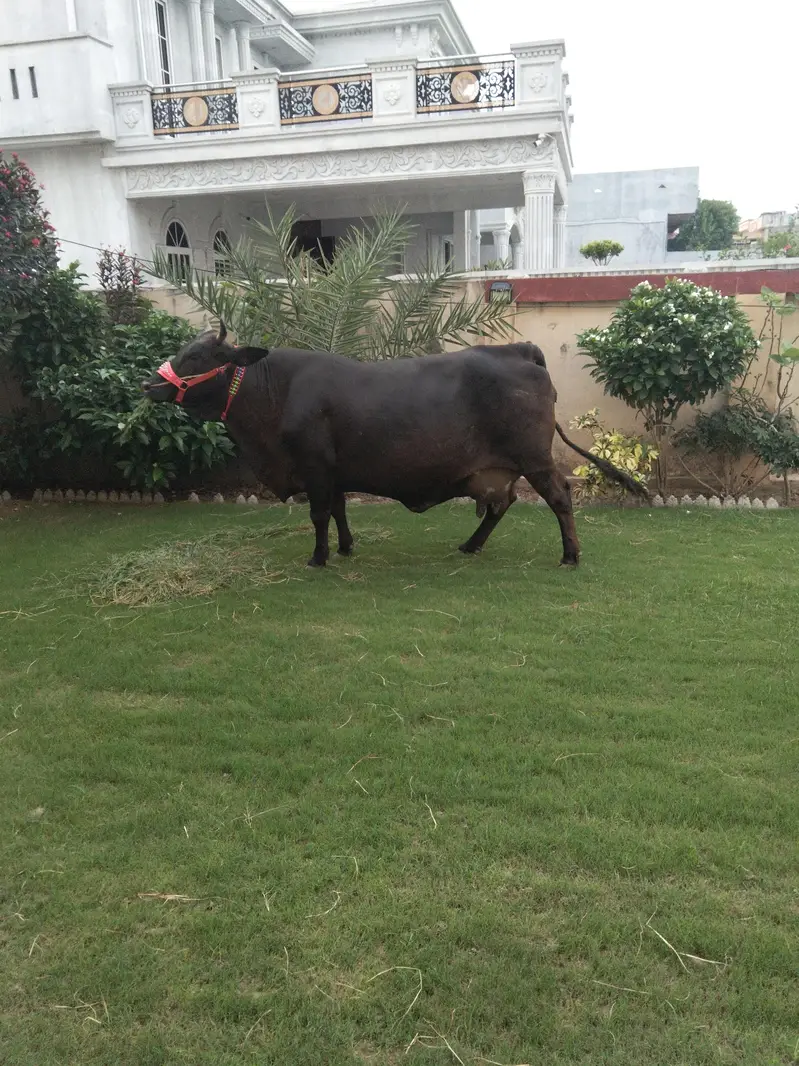 cow for sale — photo 4