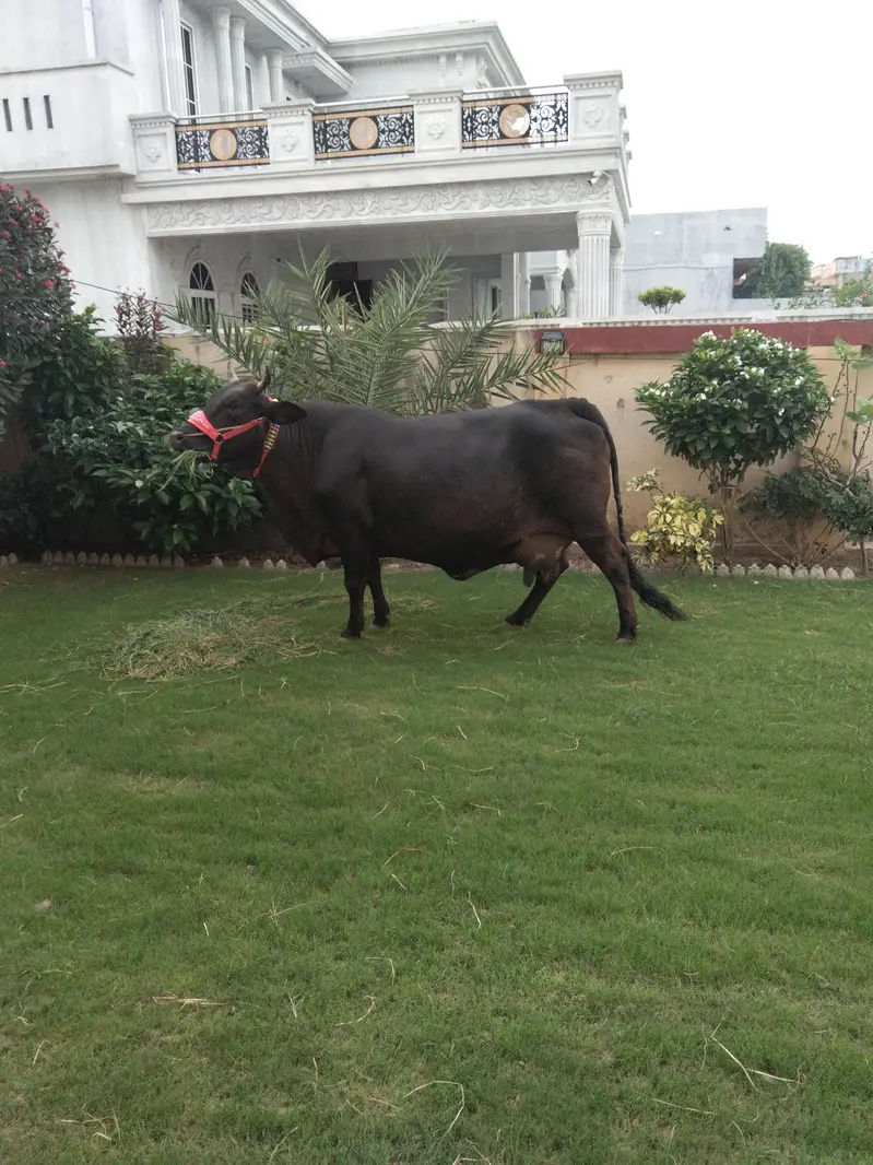 cow for sale — photo 5