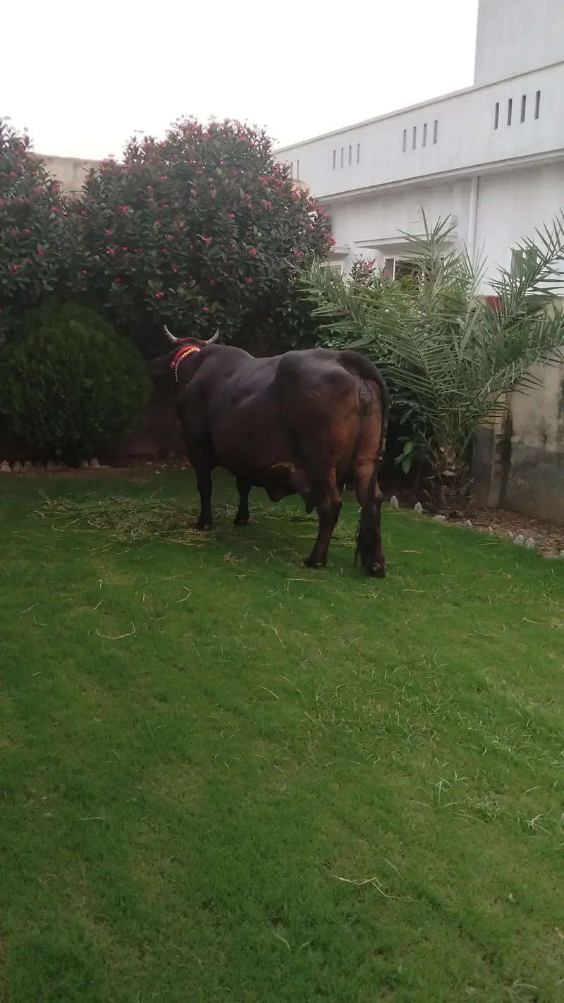 cow for sale — photo 6