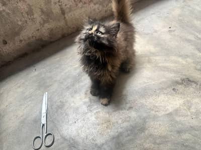 Persian kitten