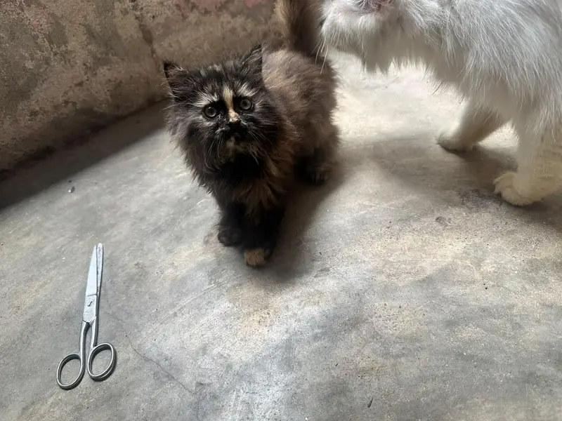 Persian kitten — photo 2