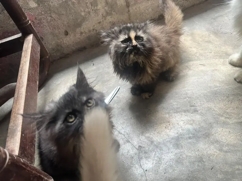 Persian kitten — photo 3