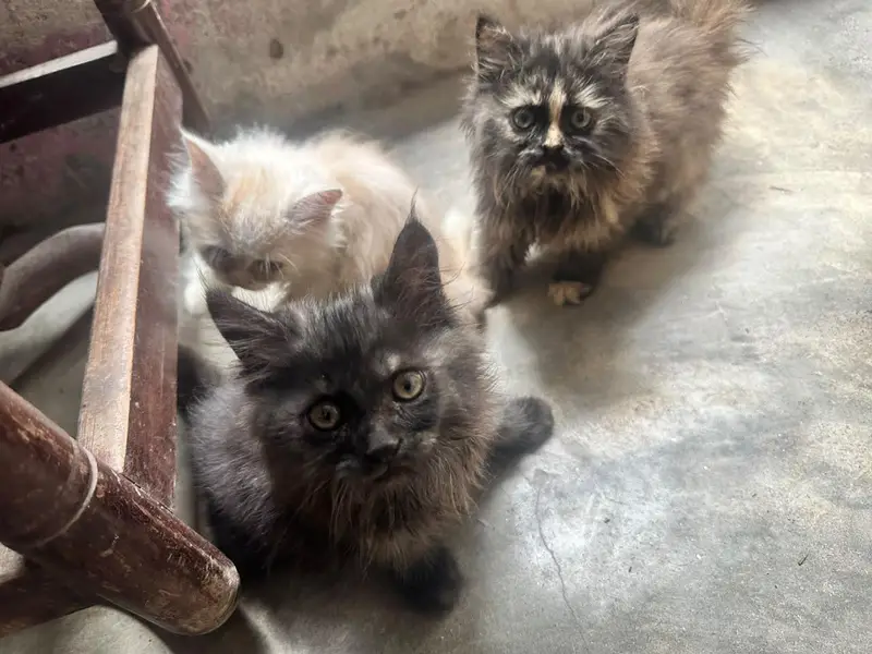 Persian kitten — photo 4