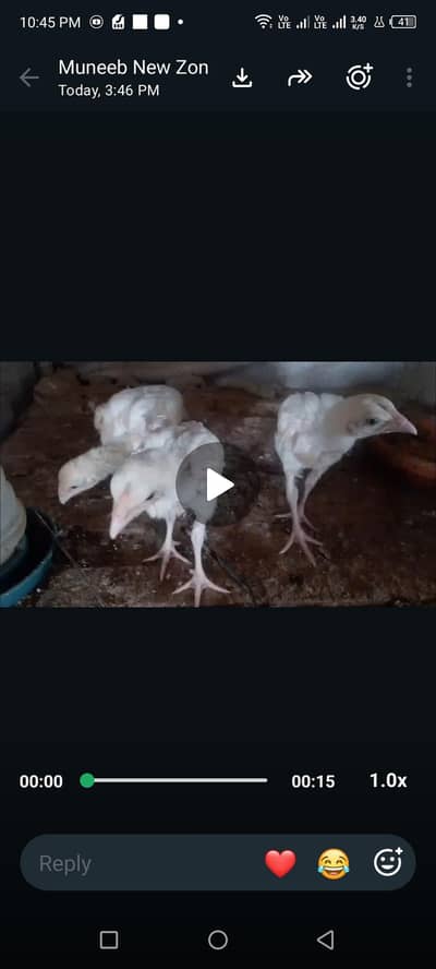 heera breed