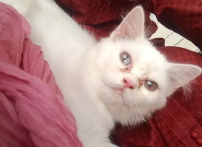 I Love my cat