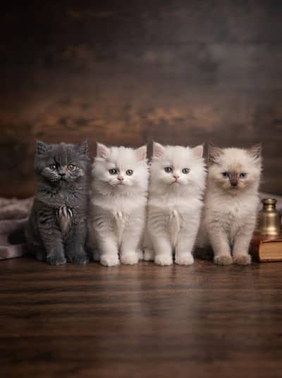 Beautiful Persian Kittens for Sale – Healthy & Playful