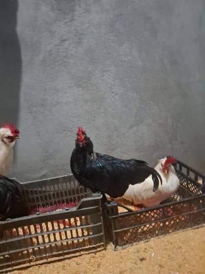 Black & White Australorp Rooster for Sale