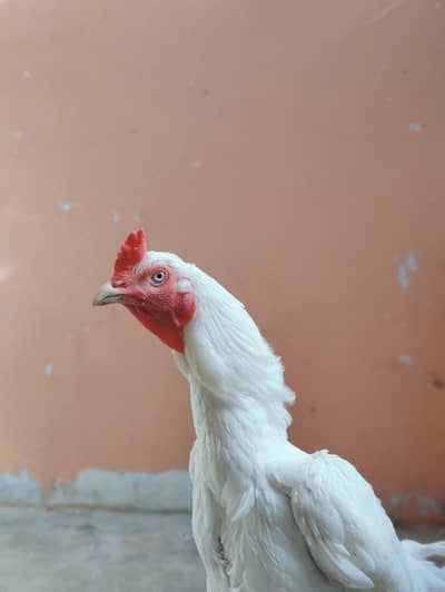 aseel heera male