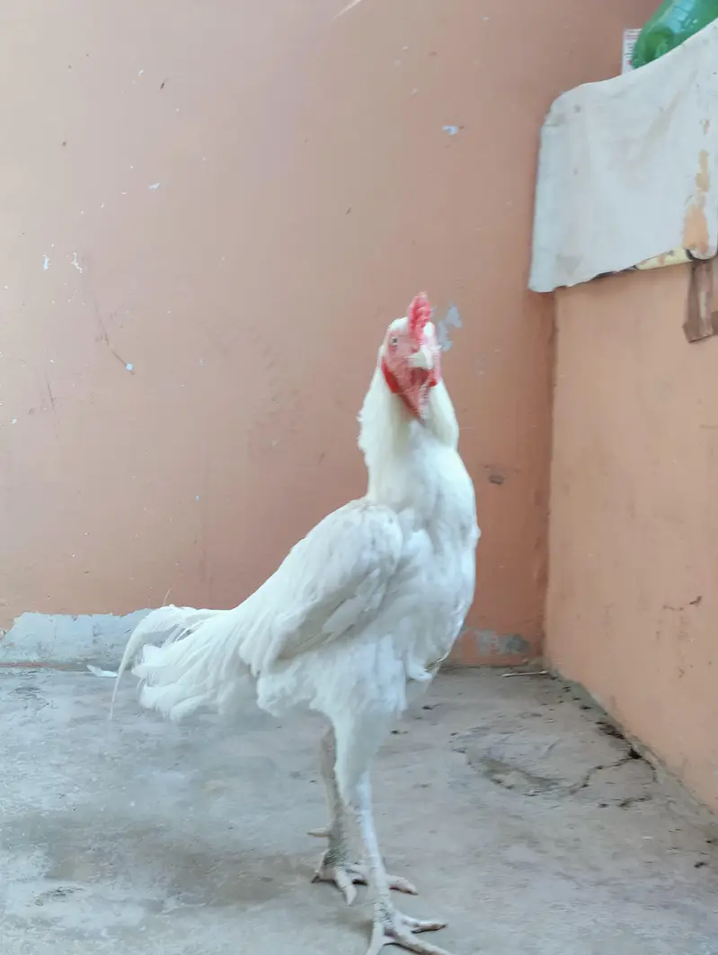 aseel heera male — photo 2