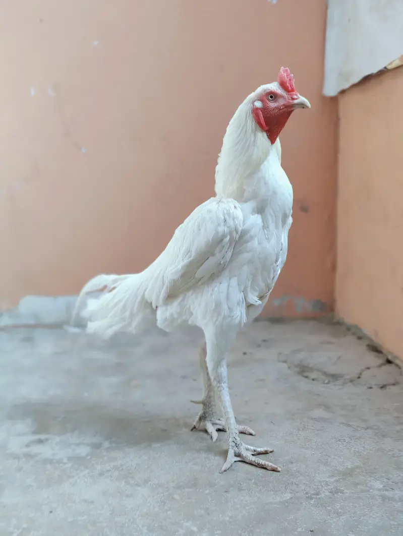 aseel heera male — photo 3