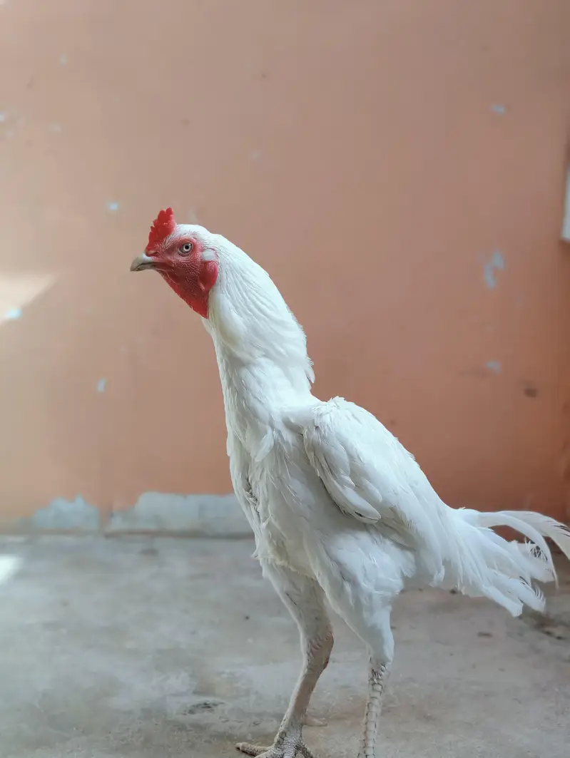 aseel heera male — photo 4