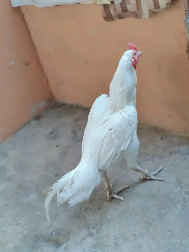 aseel heera male — photo 5