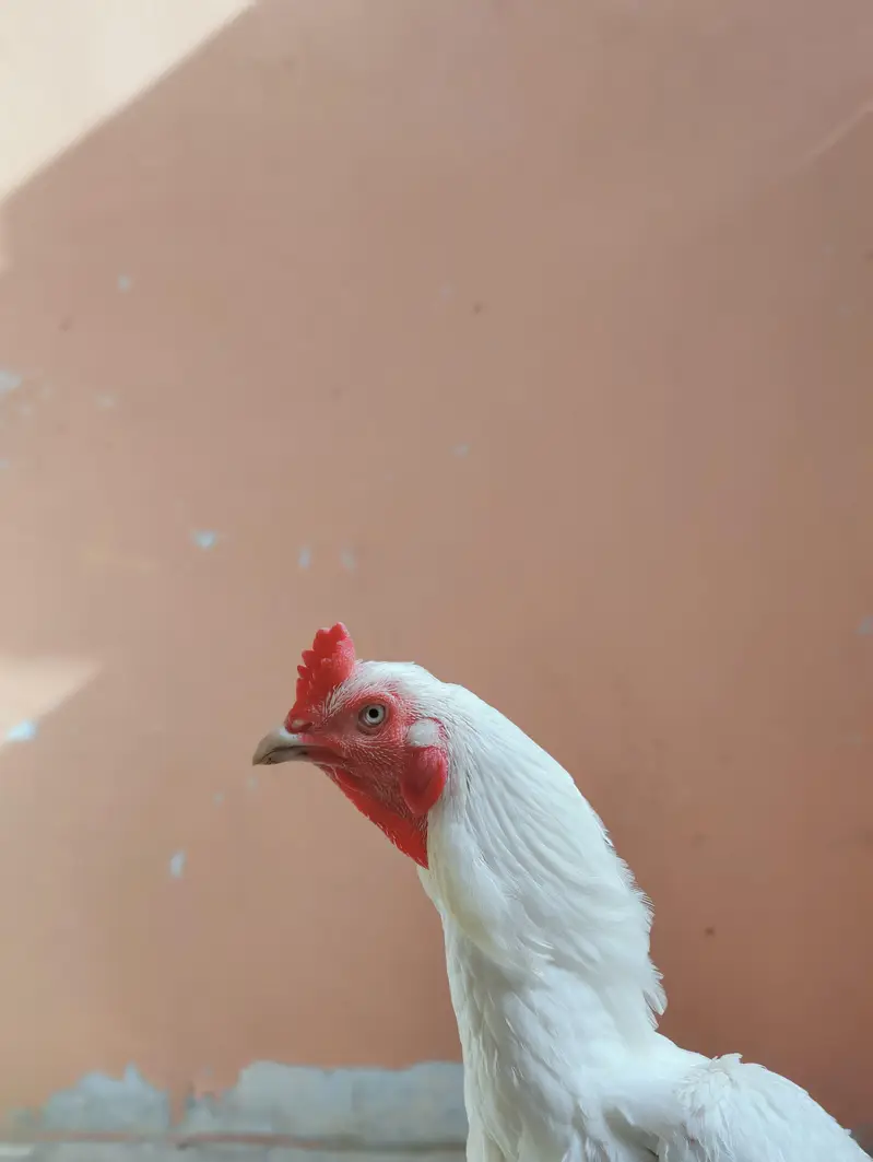 aseel heera male — photo 6