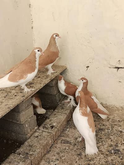 sherazi piegons