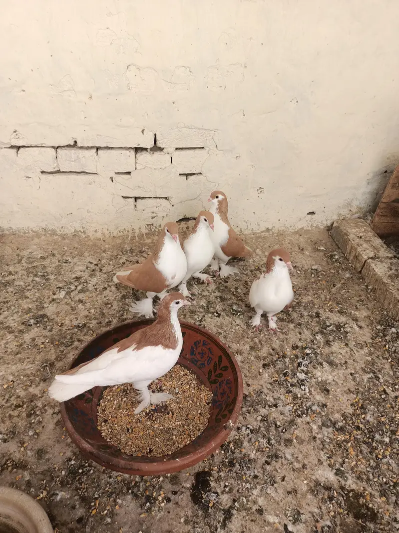 sherazi piegons — photo 2
