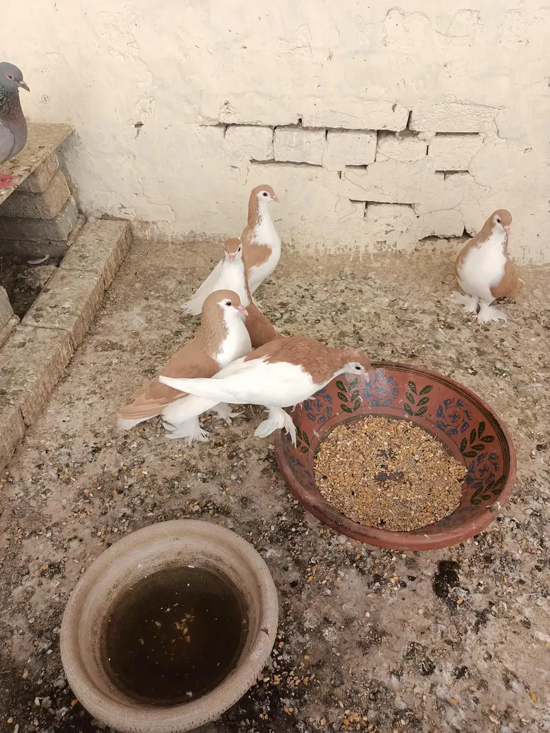 sherazi piegons — photo 3