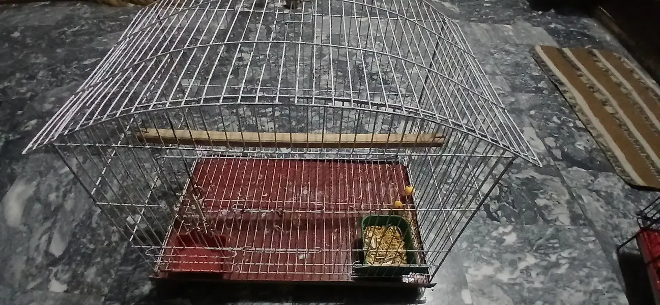 cage for sale ,best for single cocktail parrot, conure or love birds — photo 2