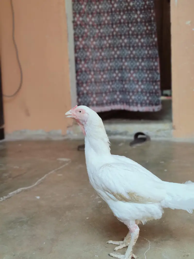 aseel Heera female — photo 3