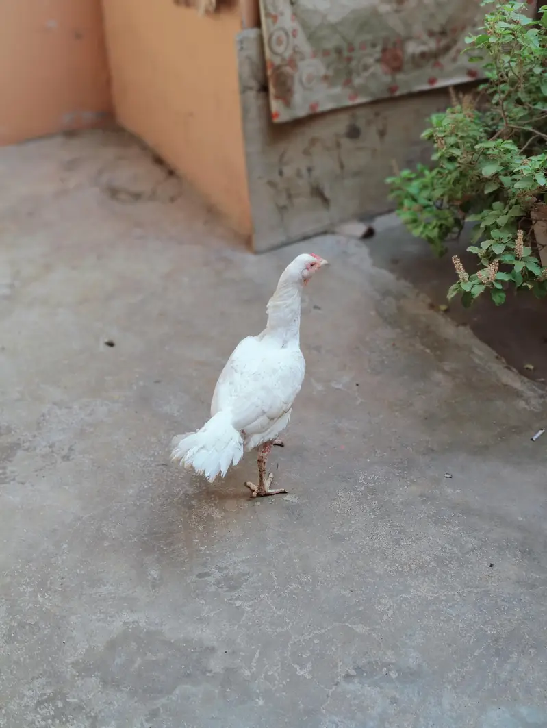 aseel Heera female — photo 4