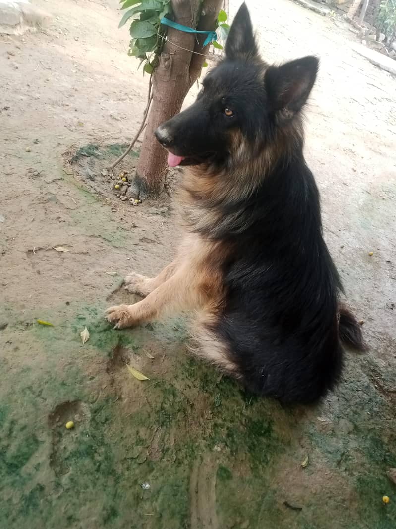 German shepherd 0