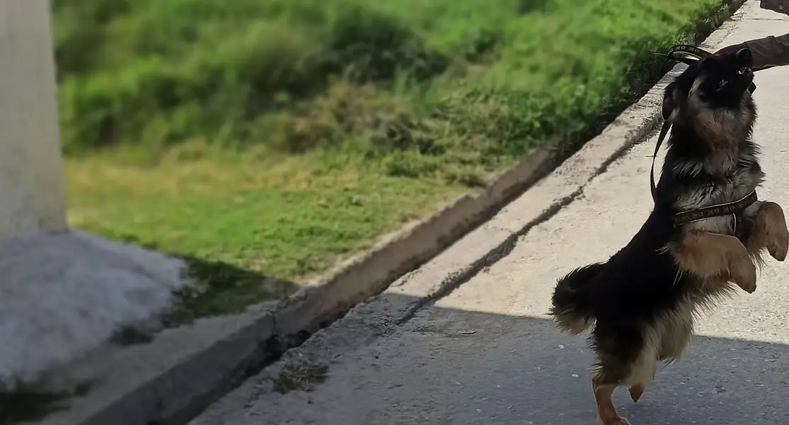 German shepherd — photo 2