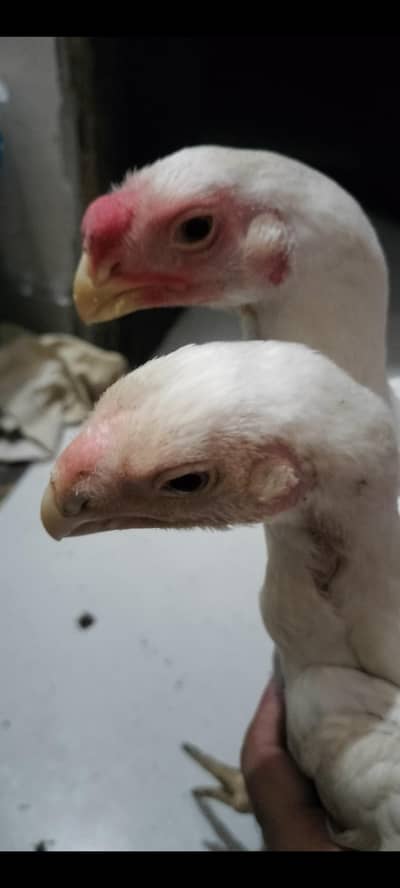 parat beek long taile Indian parrot Beak long taile chics available