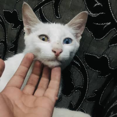 Sell a cat