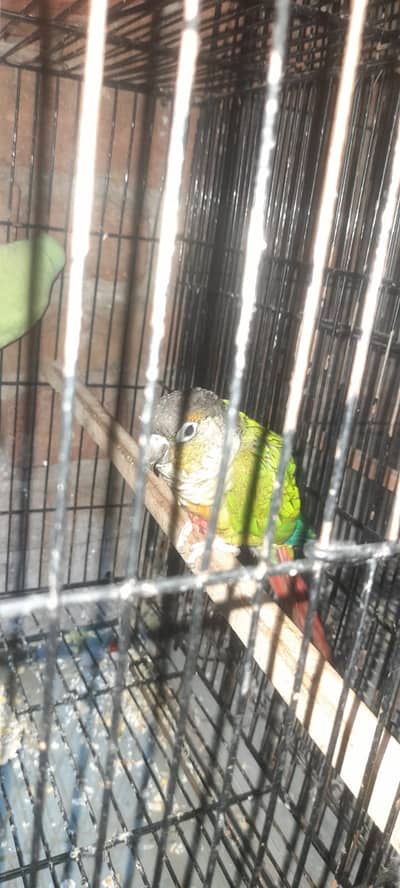 Cocktails Green Parrots and Green conure female