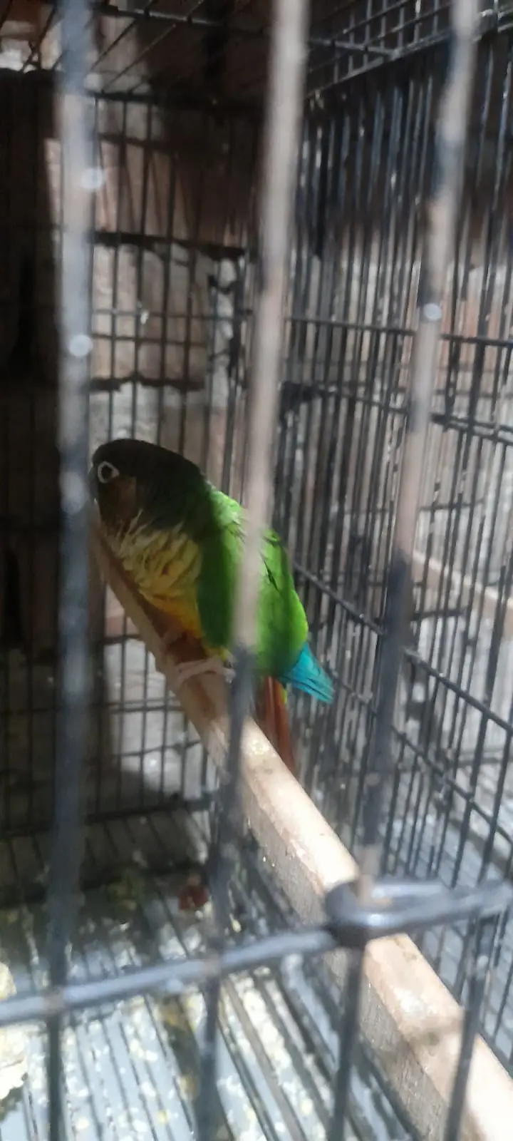 Cocktails Green Parrots and Green conure female — photo 2