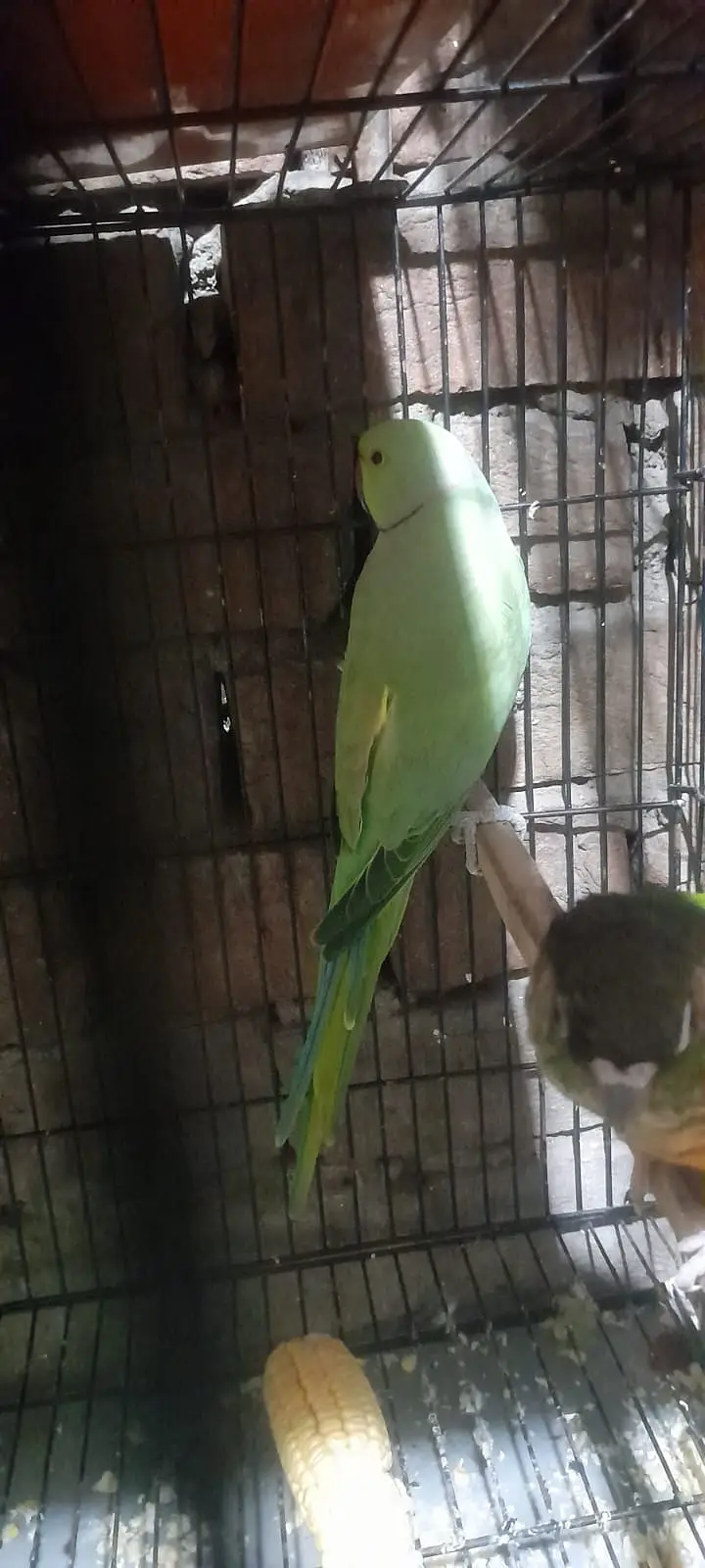Cocktails Green Parrots and Green conure female — photo 3