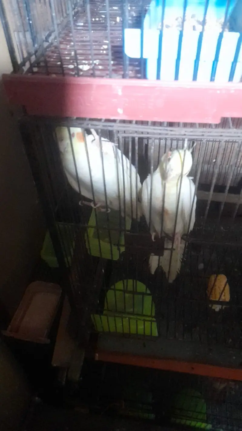 Cocktails Green Parrots and Green conure female — photo 4