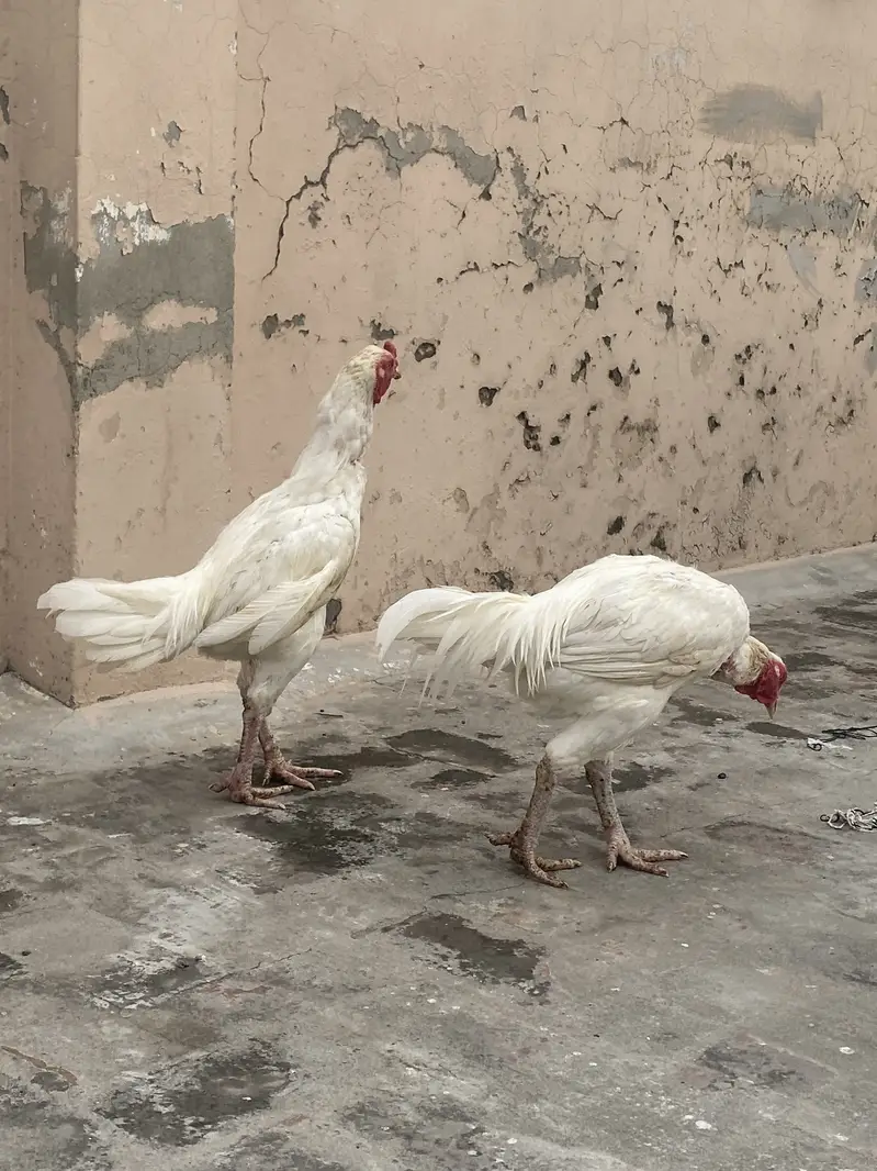 Aseel heera murgha top quality. Nd desi — photo 2