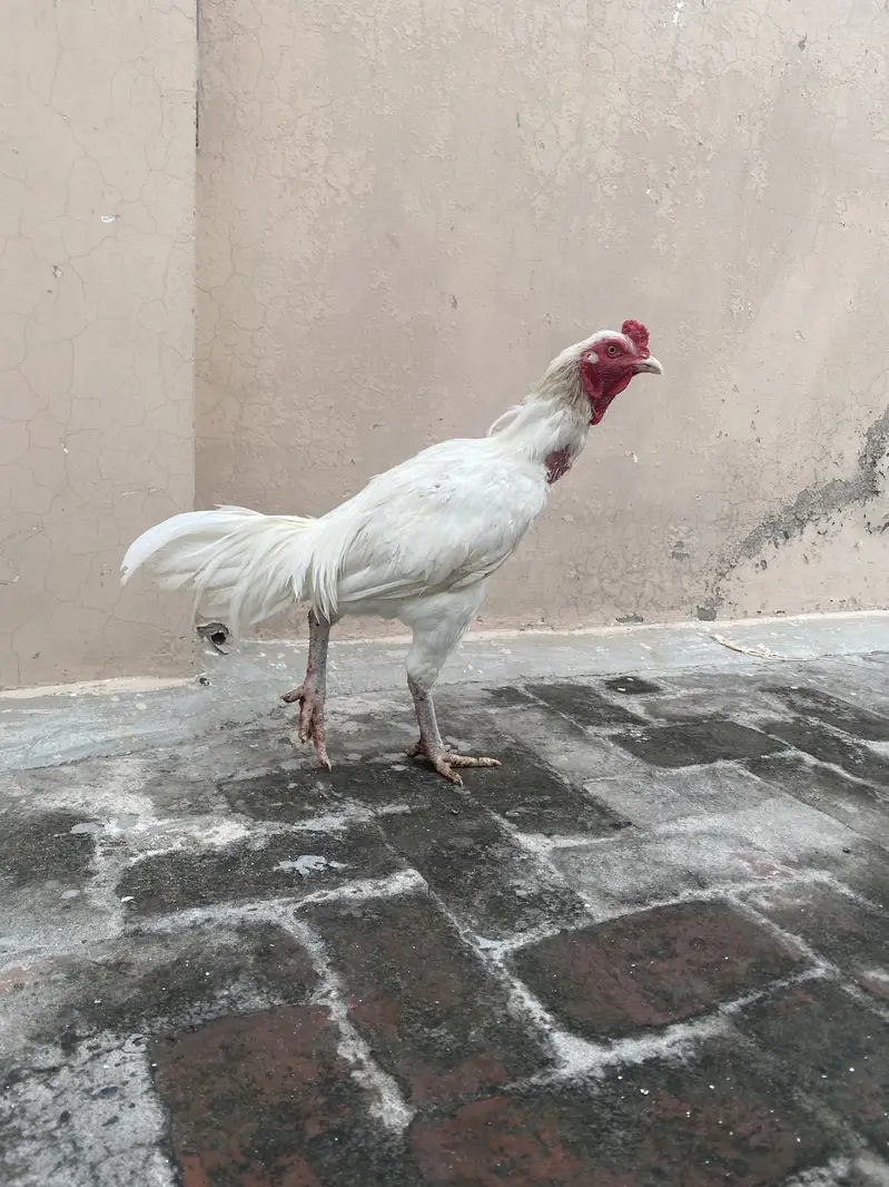 Aseel heera murgha top quality. Nd desi — photo 4