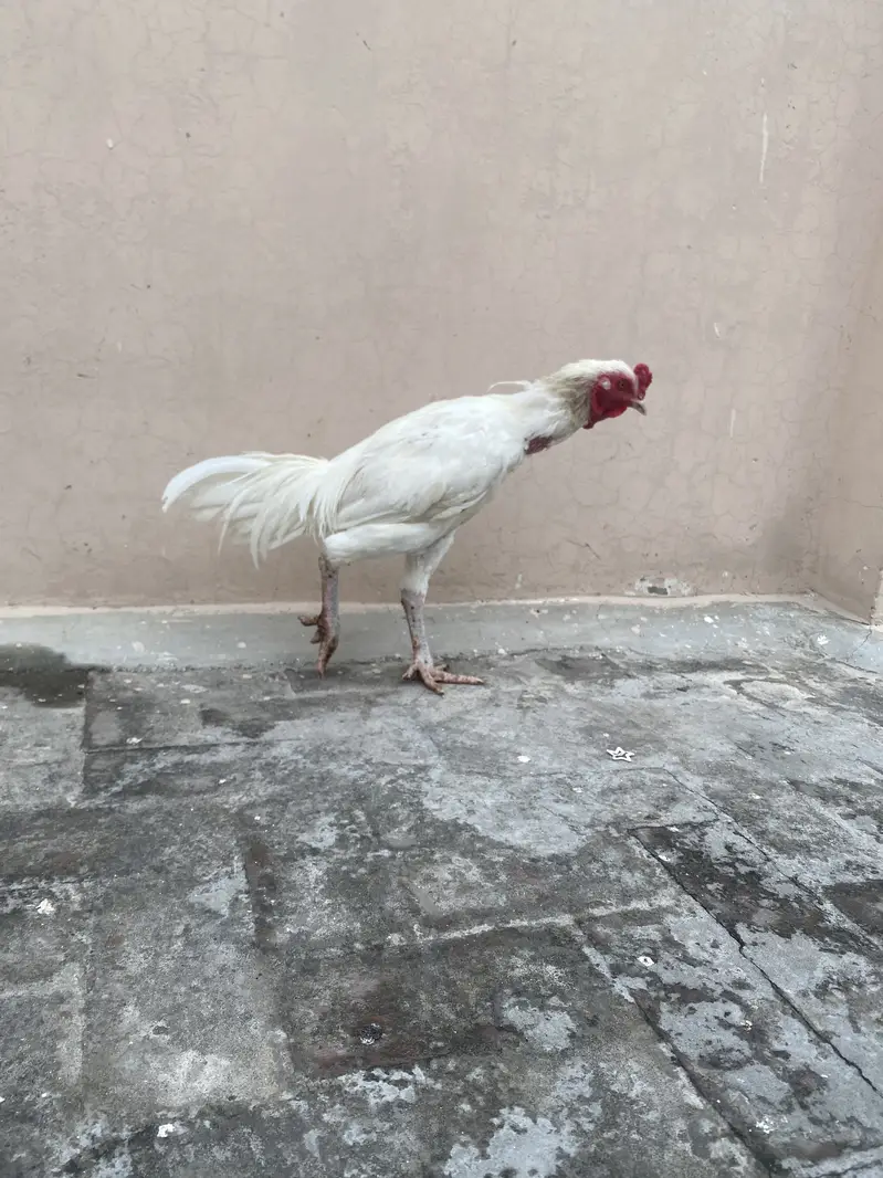 Aseel heera murgha top quality. Nd desi — photo 5