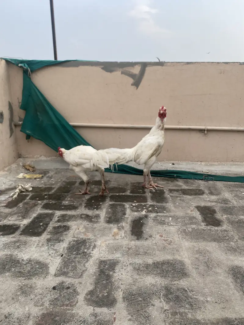 Aseel heera murgha top quality. Nd desi — photo 7