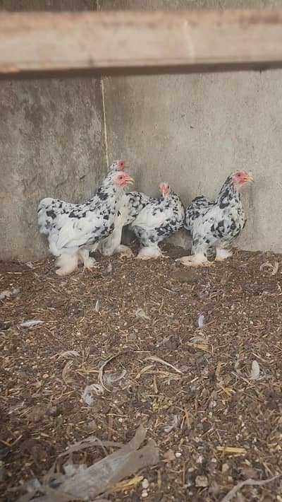 mottled bantam