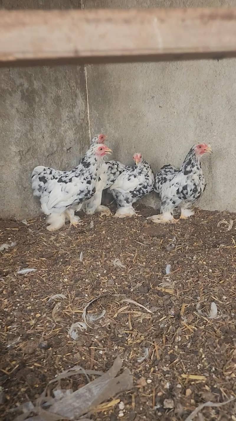 mottled bantam 0