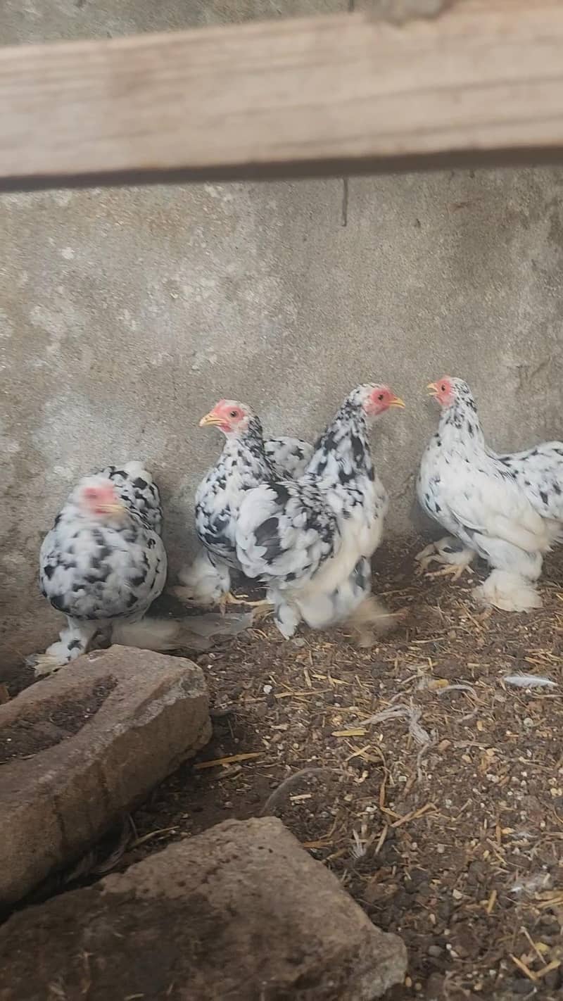 mottled bantam 1