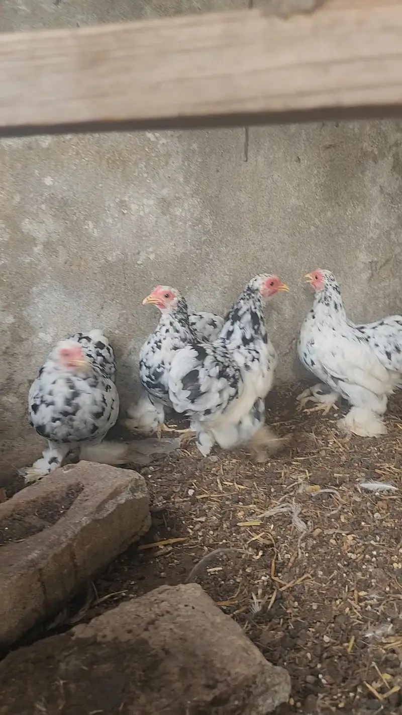 mottled bantam — photo 2