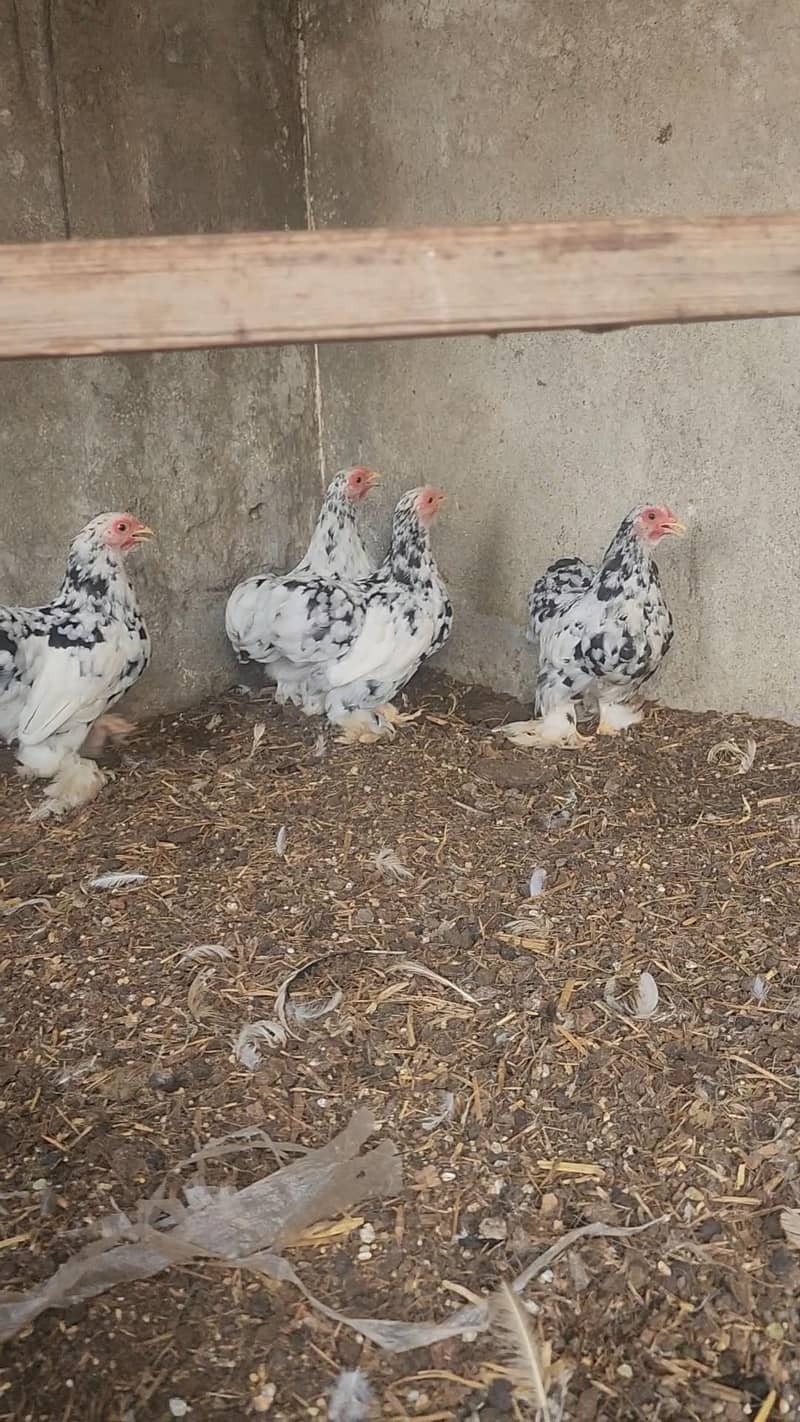 mottled bantam 2